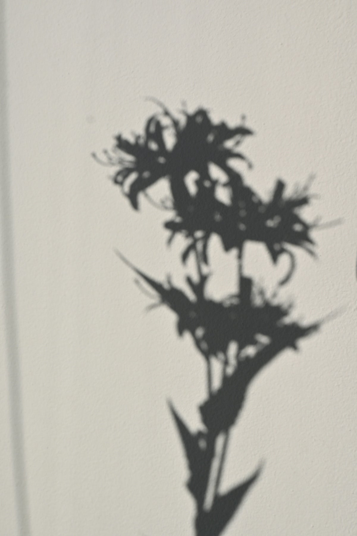 A flower's shadow casts against a wall.