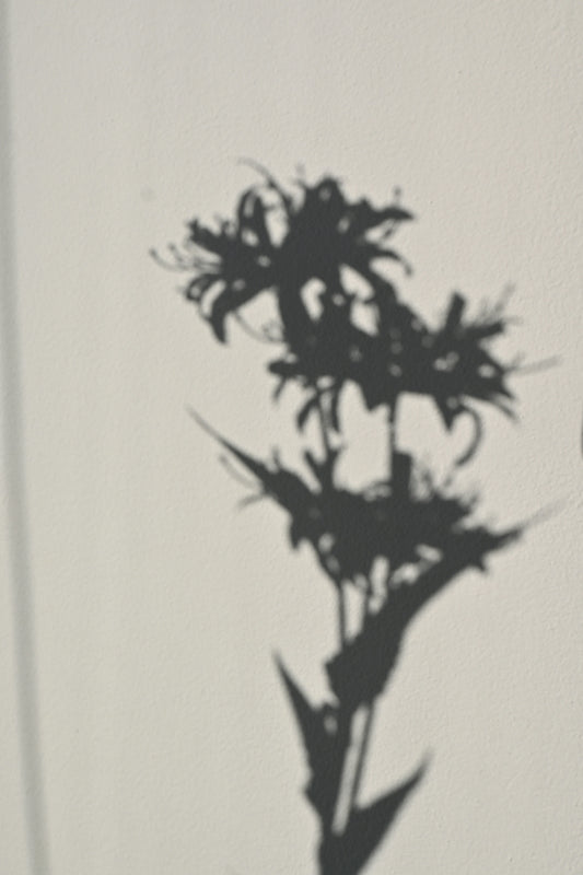 A flower's shadow casts against a wall.
