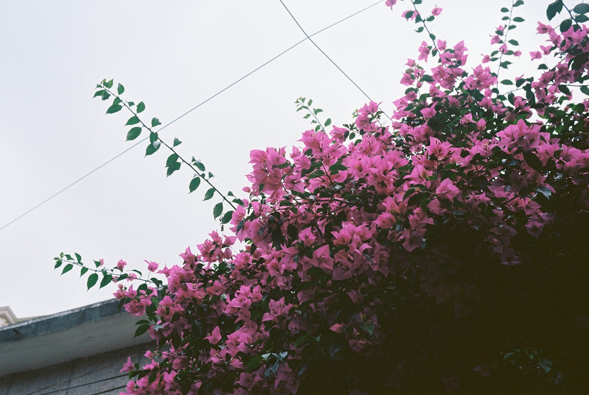 Pink bougainvillea blooms against a cloudy sky.