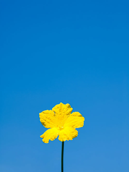 A bright yellow flower against a blue sky.