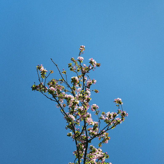 Cherry blossoms bloom against a bright blue sky.