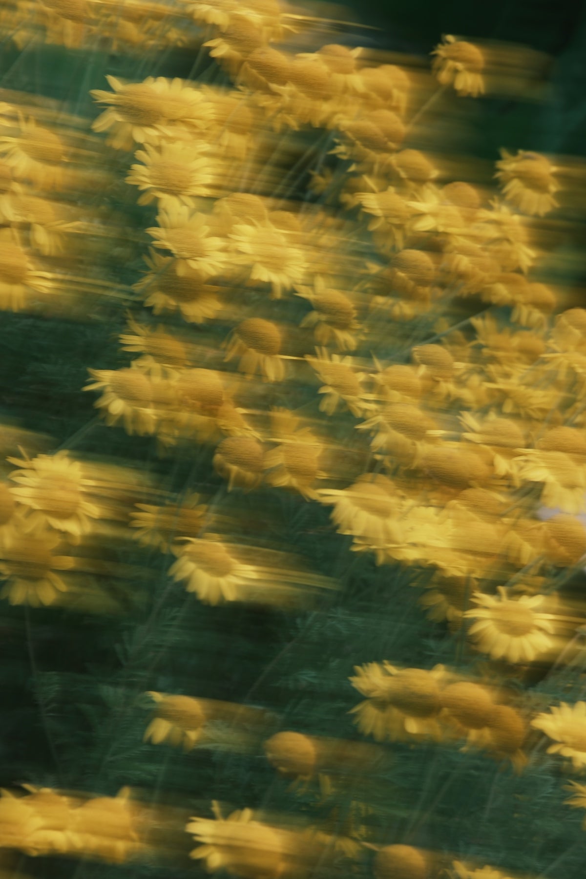 Yellow flowers blur together in motion.