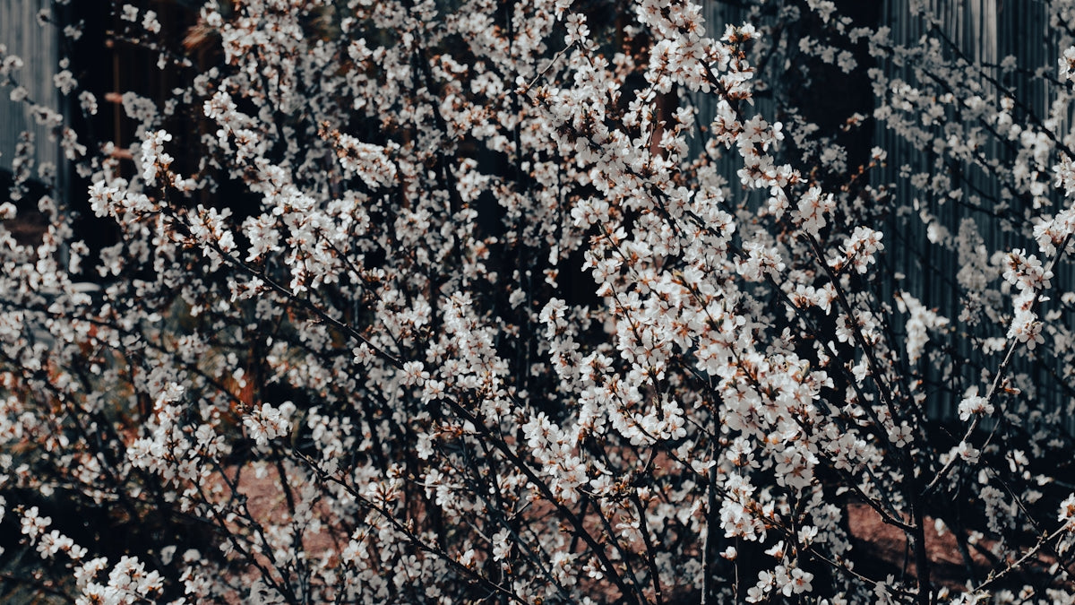 A tree covered in delicate white blossoms