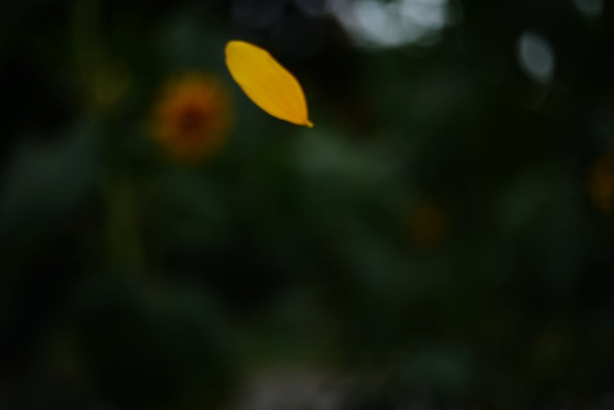 A single yellow leaf falling against blurred background