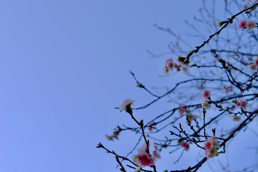 Pink cherry blossoms against a clear blue sky