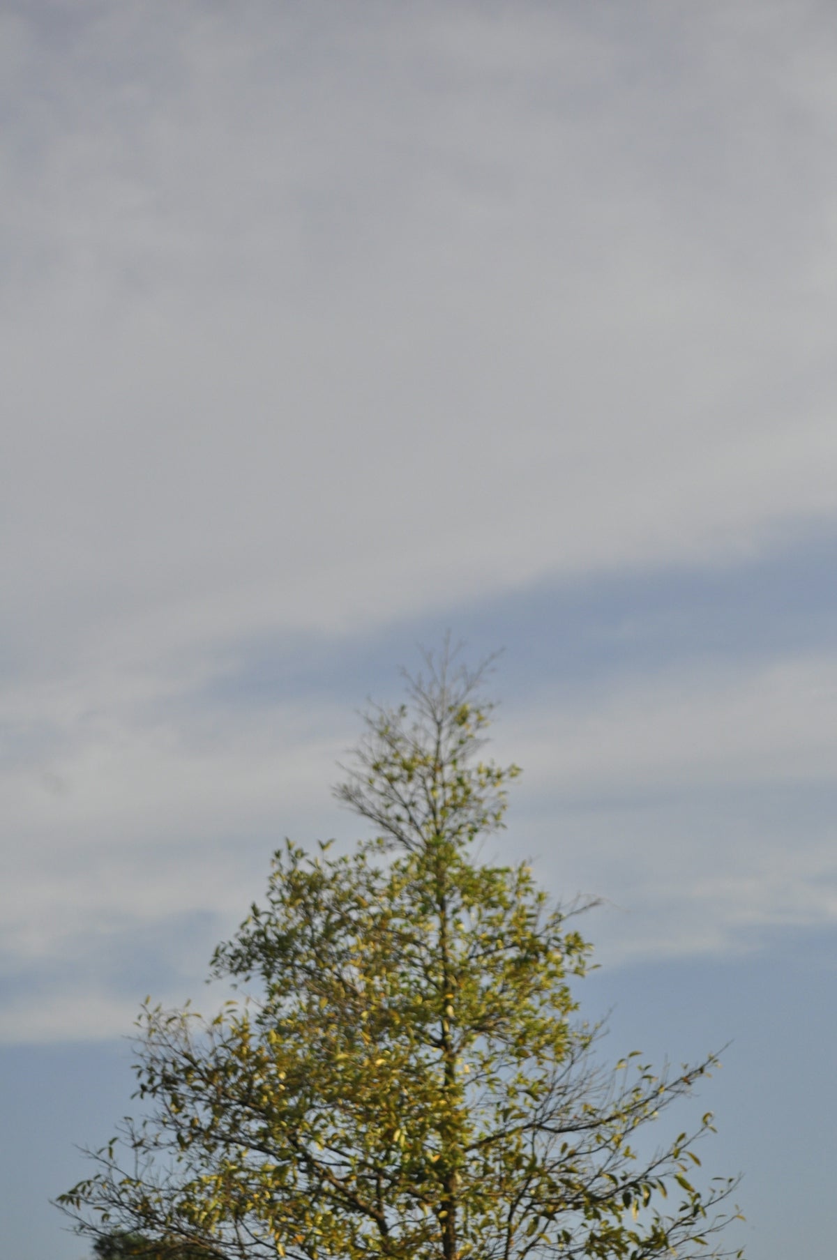 A lone tree against a cloudy sky.