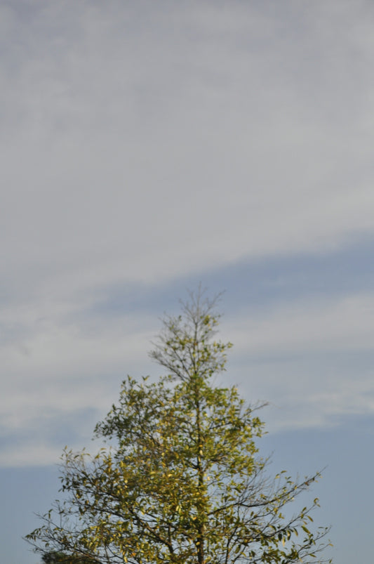 A lone tree against a cloudy sky.