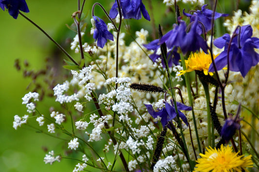 A close-up of a bouquet of wildflowers