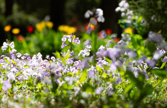 Close-up of delicate purple and white flowers in a garden.