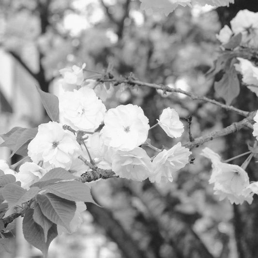 Cherry blossoms on a tree branch in bloom.