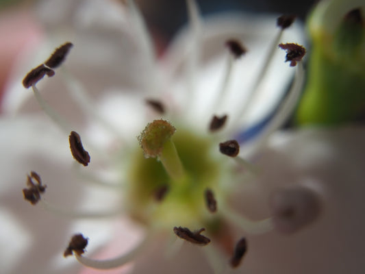 Close-up of a white flower's stamen and pistil.