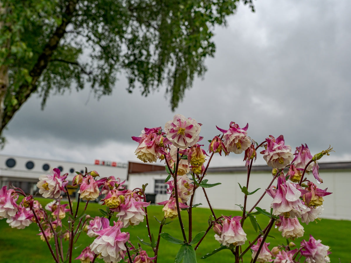 Pink and white flowers blooming under a cloudy sky.