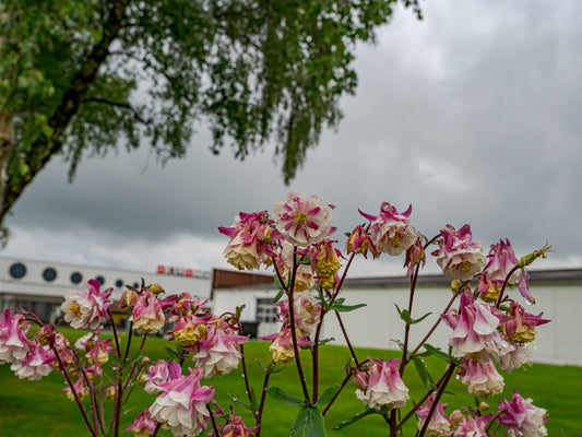 Pink and white flowers blooming under a cloudy sky.