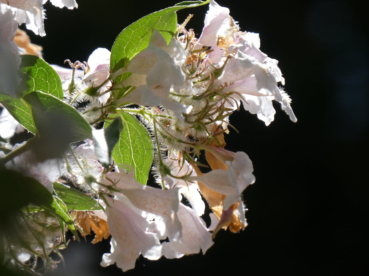 Sunlit white flowers and green leaves on a dark background.