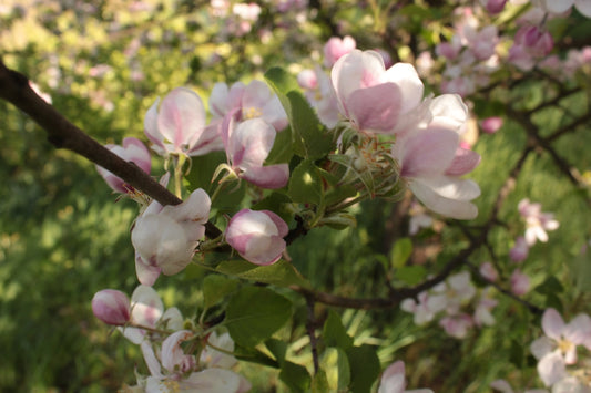 Delicate pink and white apple blossoms blooming on a branch.