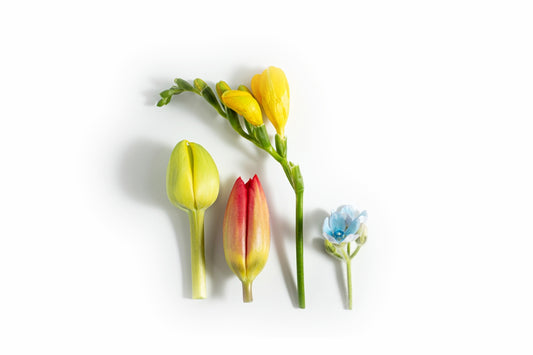 Green, red, yellow, and blue flowers on white.