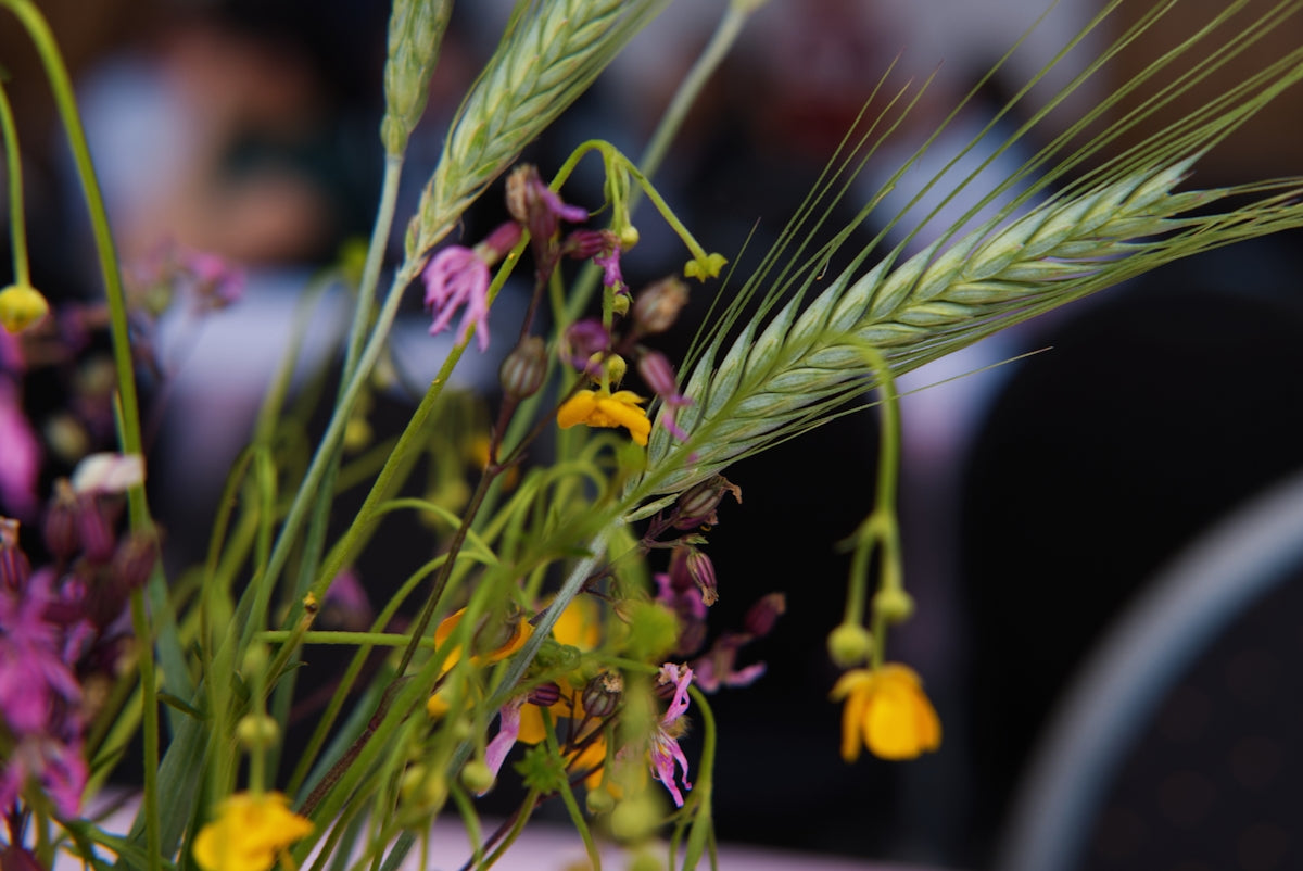 Colorful wildflowers and green wheat ears in a bouquet.