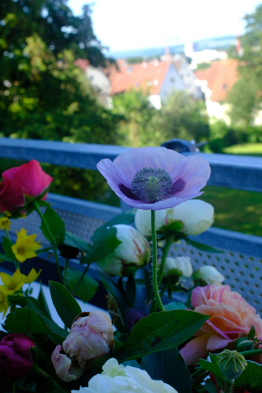 Purple poppy flower in a bouquet overlooking a scenic town.
