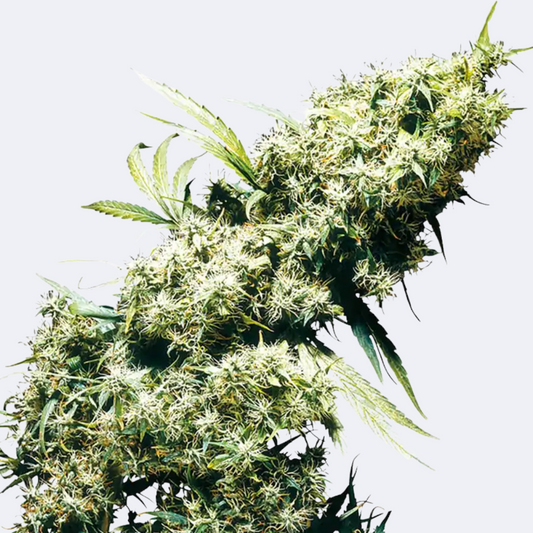 Cannabissamen: Tipps zur Auswahl und Anzucht