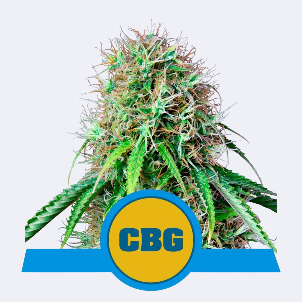 Royal CBG Automatic
