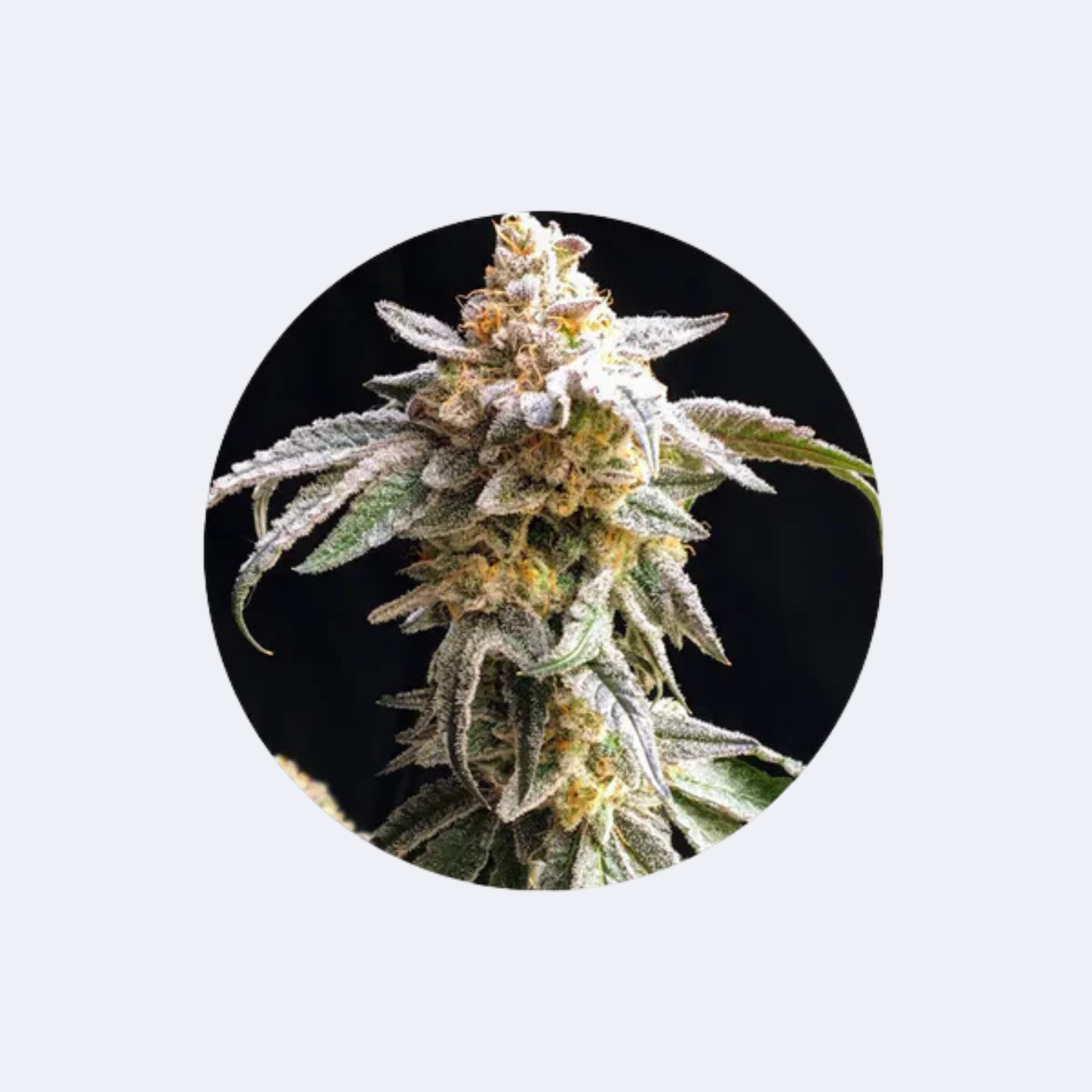 Cannabis/Hanfsamen Samen "Cookies Sherbet" - Feminized - 3 Stck.