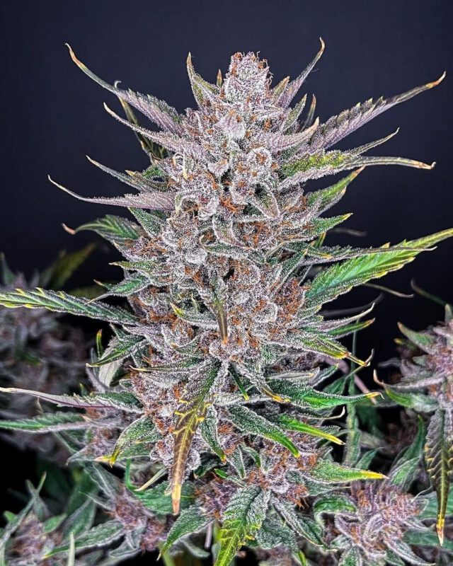 Gorilla Glue Steckling 25% THC