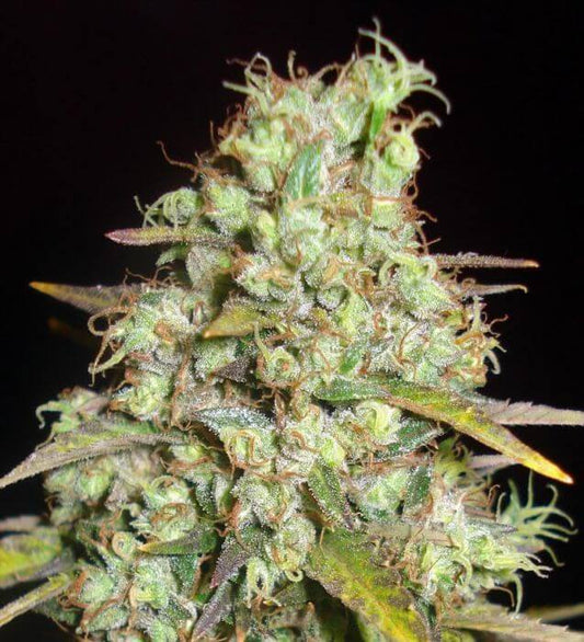 Super Silver Haze Steckling 23% THC