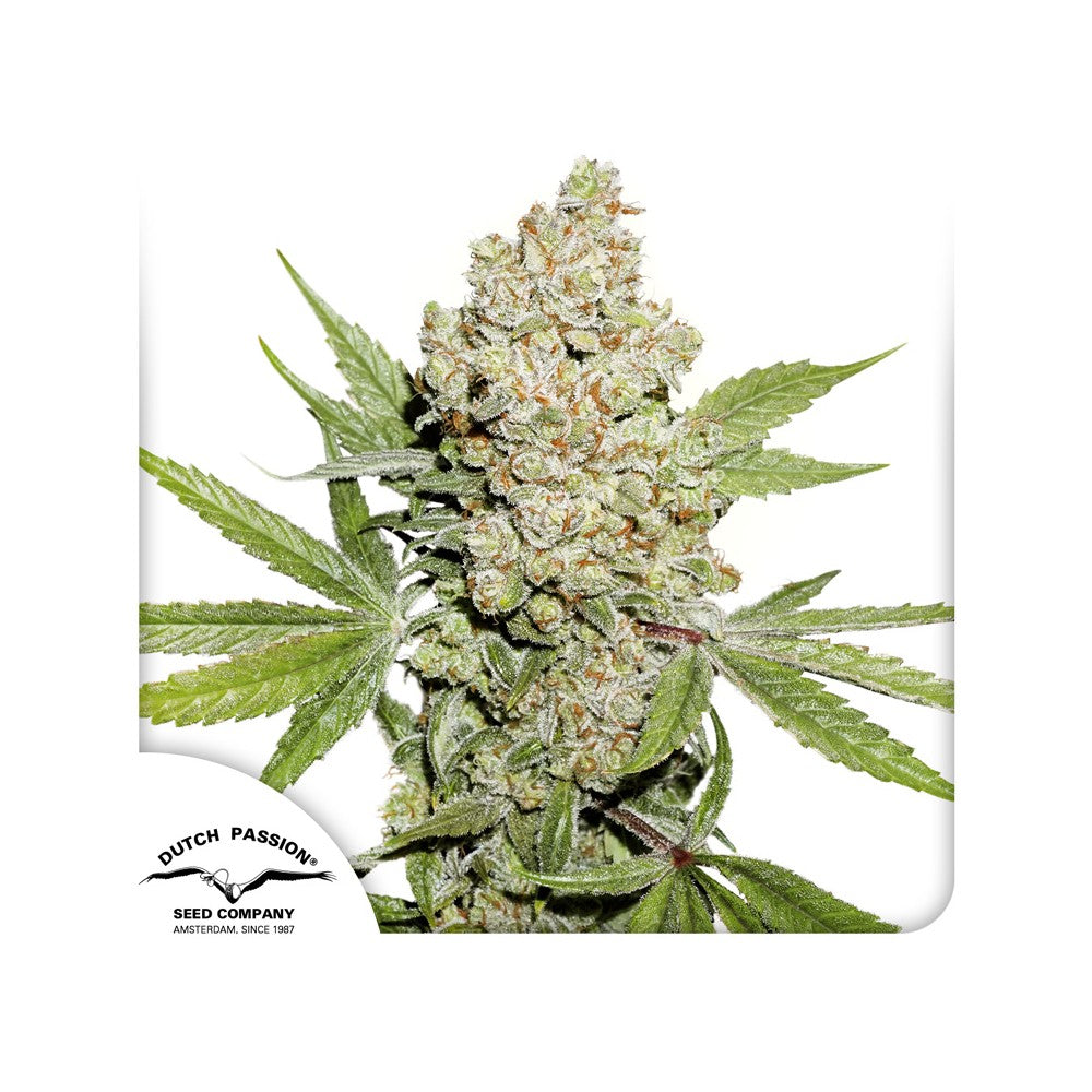 Auto Lemon Kix