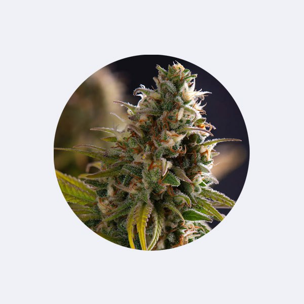 Cannabissamen "Big Bud" - Feminized - 3 Stck. (Monster Strain)